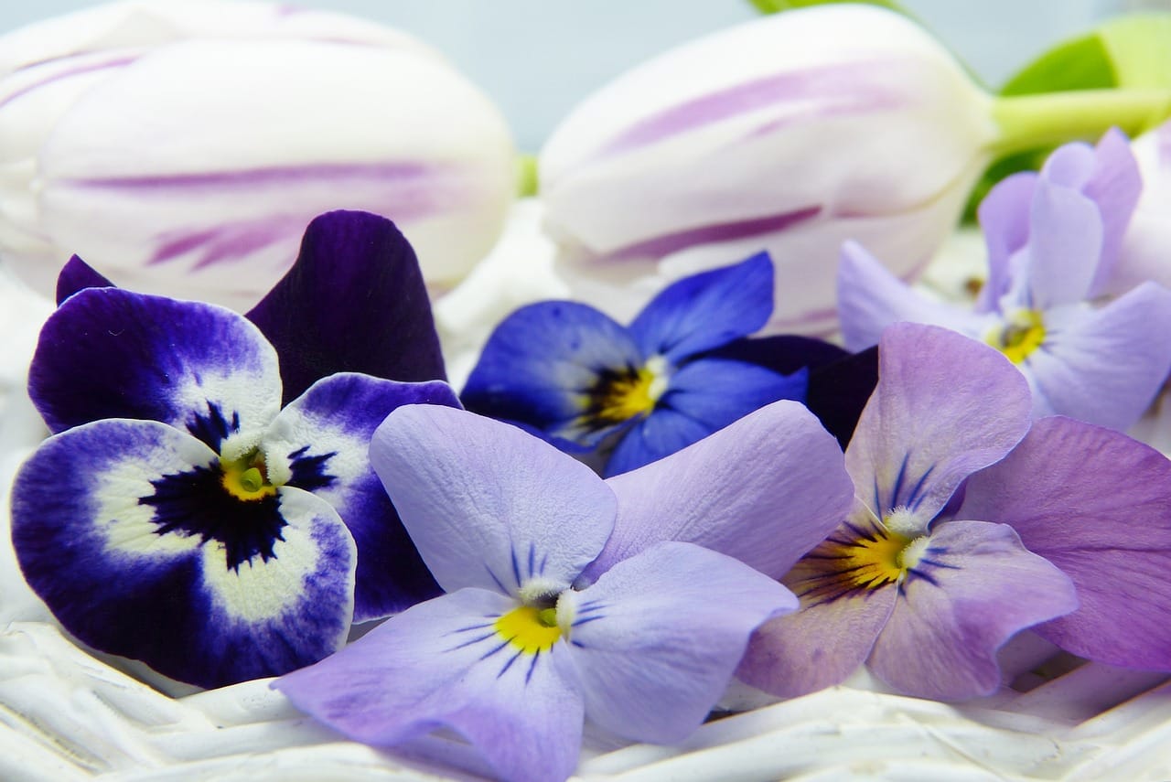 Plantas que Mejoran la Circulación Sanguínea: Un Regalo de la Naturaleza para tu Bienestar Plantas que Mejoran la Circulación Sanguínea: Un Regalo de la Naturaleza para tu Bienestar